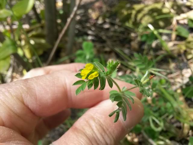 Ornithopus compressus (Fabaceae)